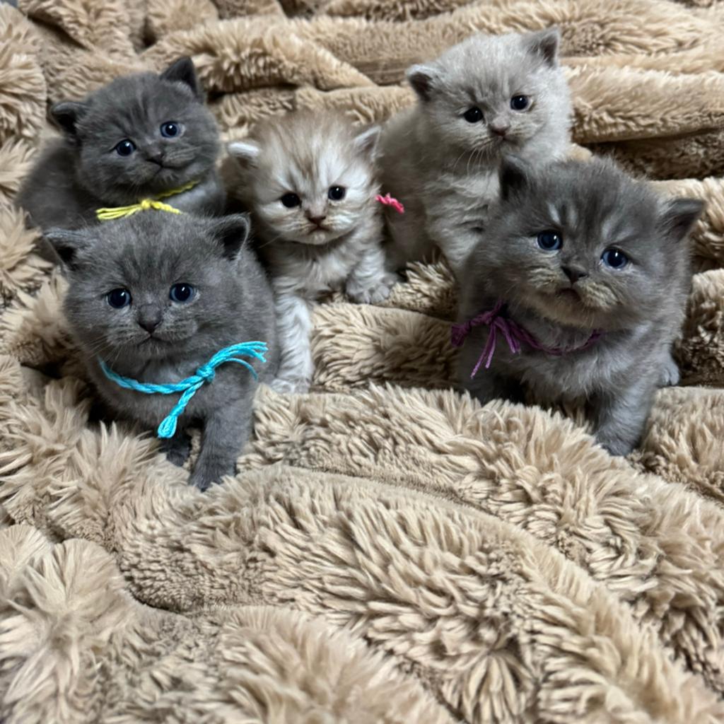 Prachtige Britse - Perzische Korthaar Mix Kittens!😺, Geslacht onbekend, 0 tot 2 jaar