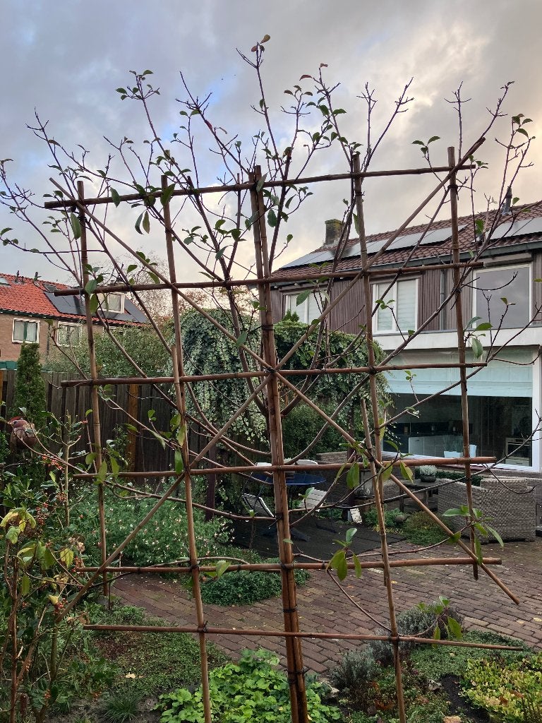 Glansmispel leiboom 120 cm stamhoogte, Overige soorten, Lente, 100 tot 250 cm, Ophalen