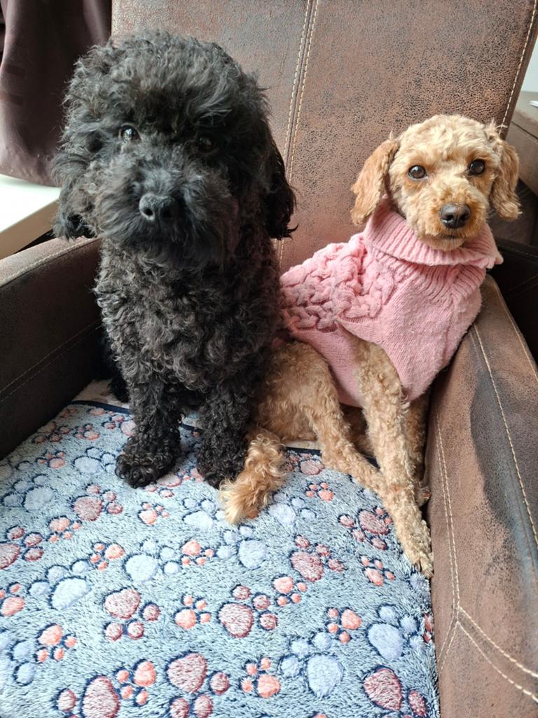Blijvend thuis gezocht voor 2 poedel vriendinnen, Poedel, 1 tot 2 jaar, Meerdere, Meerdere dieren
