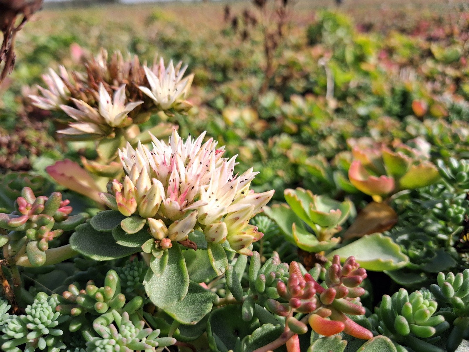 HERFST ACTIE!!!! ECOLOGISCHE SEDUMTRAY €11 PER STUK, Ophalen, Overige soorten, Volle zon