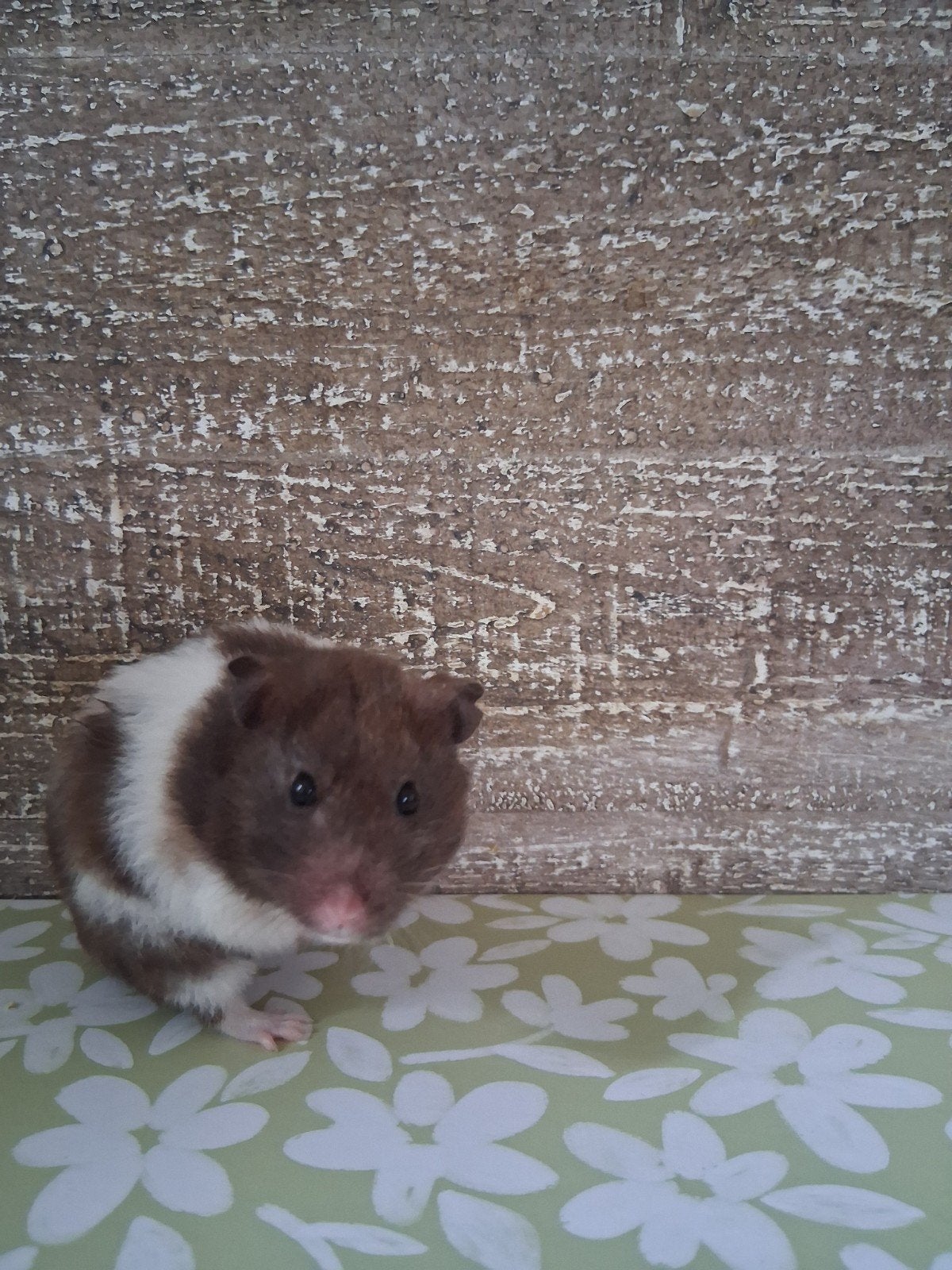 Deze 5 knapperd zoeken een huisje, Hamster, April, Vrouwelijk, Tam