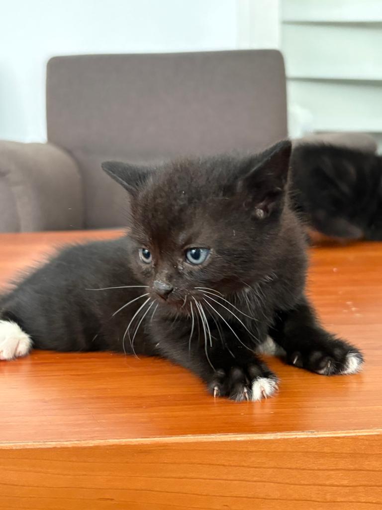 Kitten, Dieren en Toebehoren, Katten en Kittens | Overige Katten, Poes
