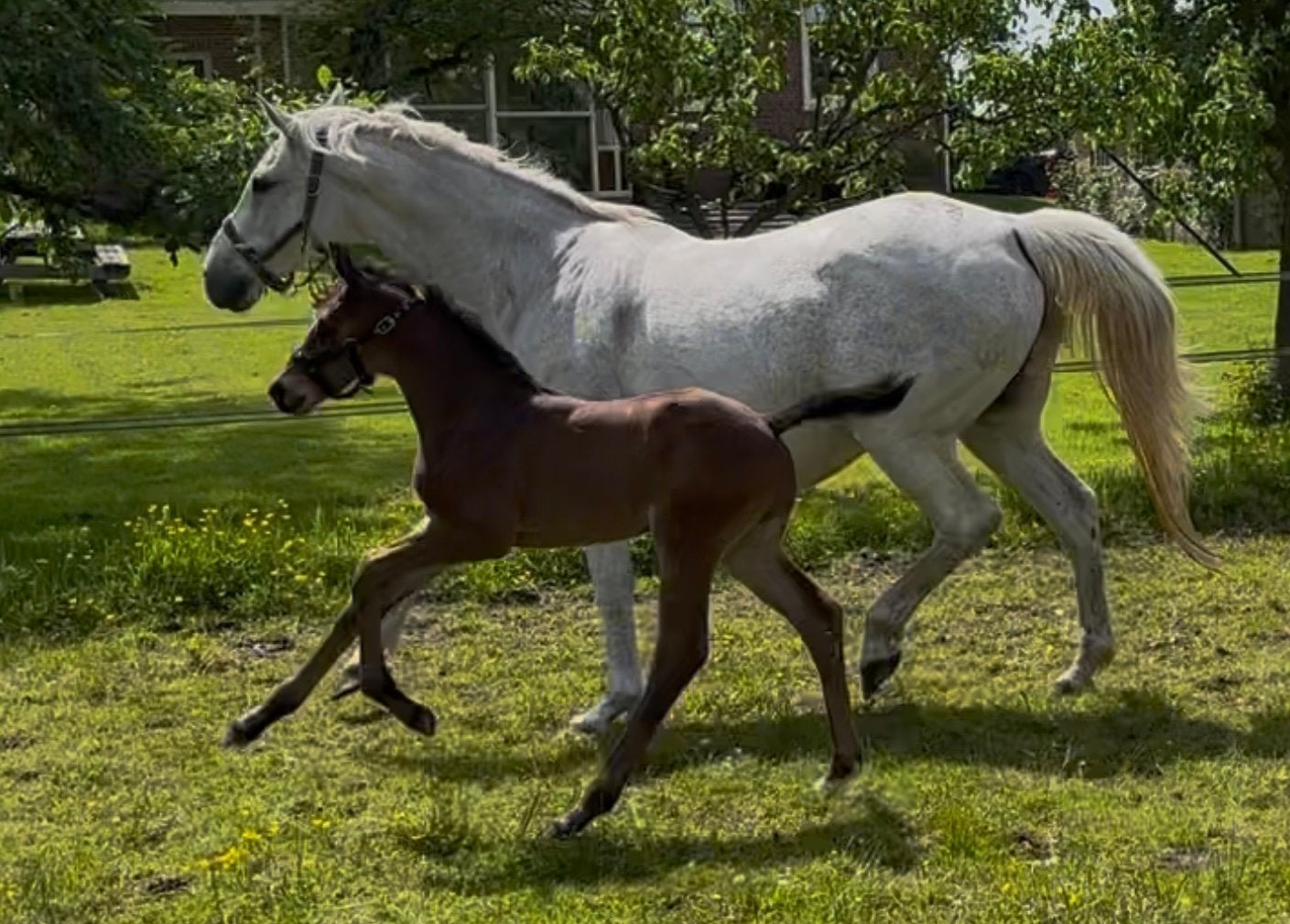 Hengstveulen Santiago VDL, Dieren en Toebehoren, Paarden, Springpaard, Minder dan 160 cm, Met stamboom, Niet van toepassing