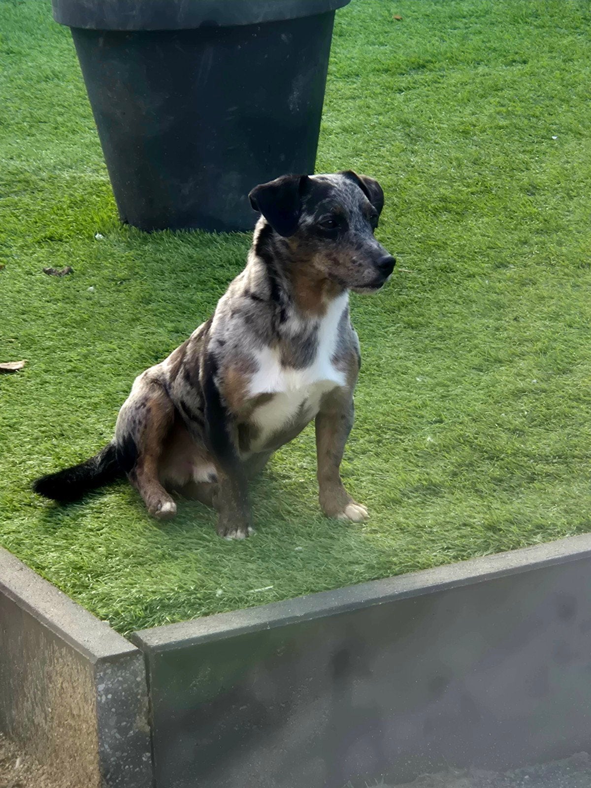 Merle reu 4 jaar oud te koop, Parvo, België, Particulier, Jack Russell Terriër
