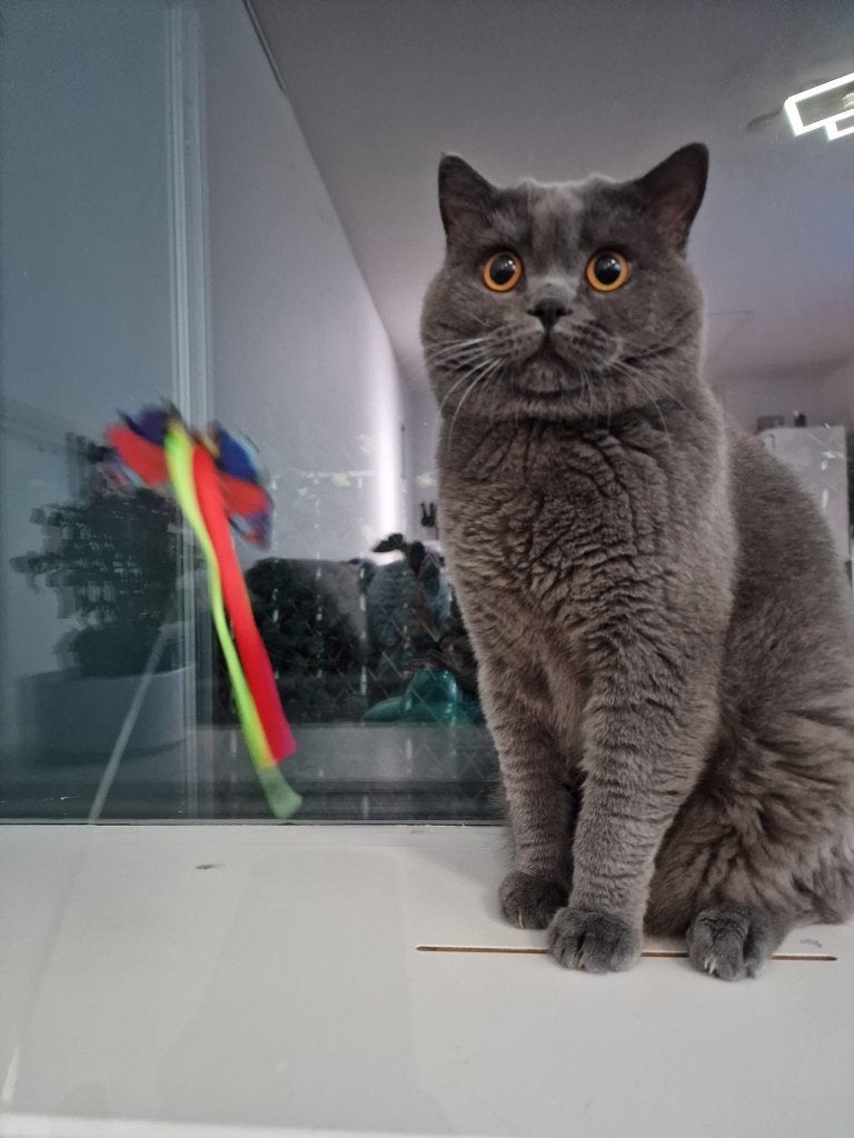 British shorthair katter met alle accessories, Kater, Ontwormd, 0 tot 2 jaar