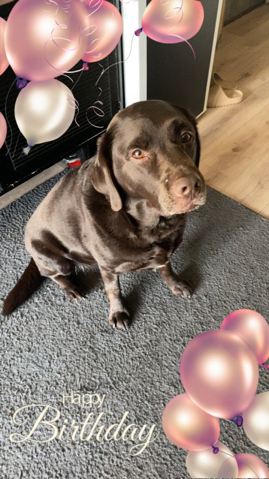 Nieuw huis voor 2 labradors gezocht, 6 jaar of ouder, Meerdere, Nederland, Particulier