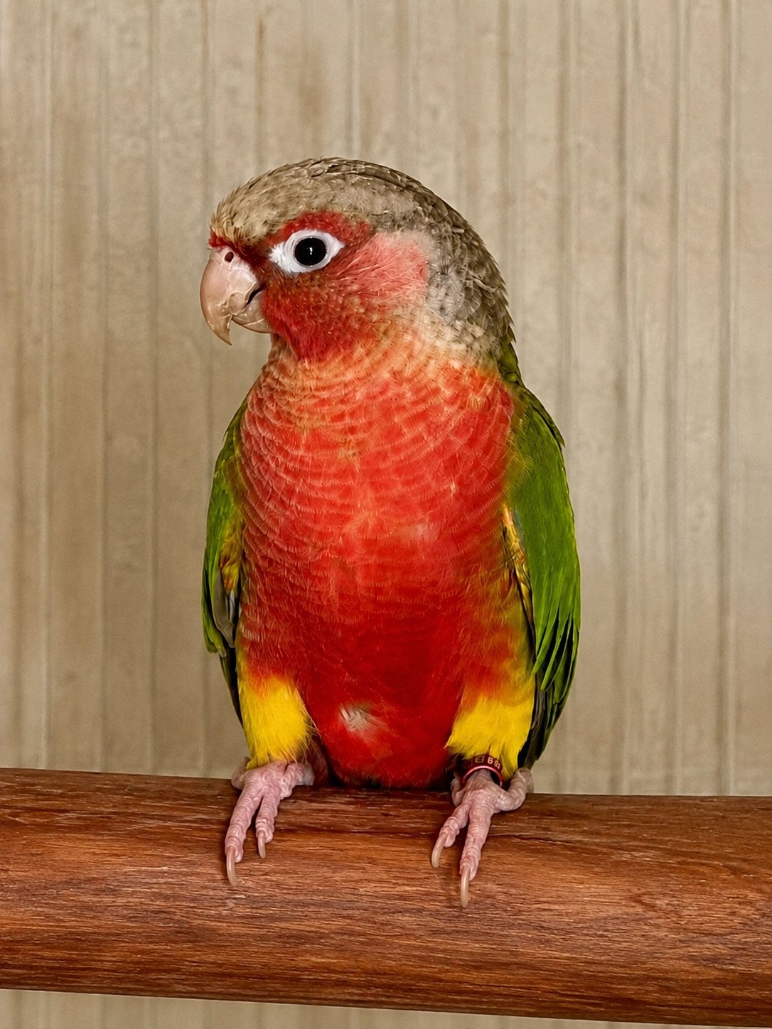 High Red Pyrrhura Pop, Meerdere dieren, Parkiet