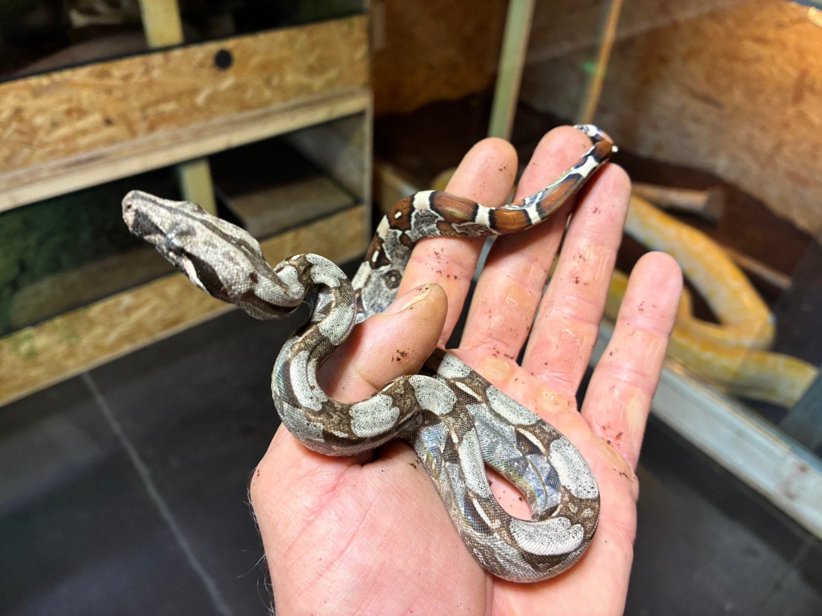 Boa constrictor Roodstaartboa Boa Constrictor photo 7