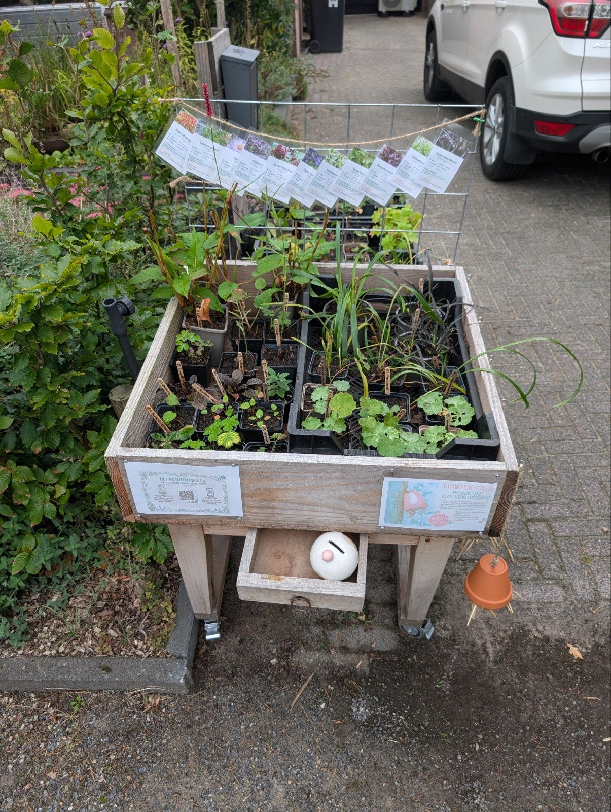Ideaal moment, mooie plantjes aan de weg te koop., Ophalen, Vaste plant, Overige soorten, Volle zon