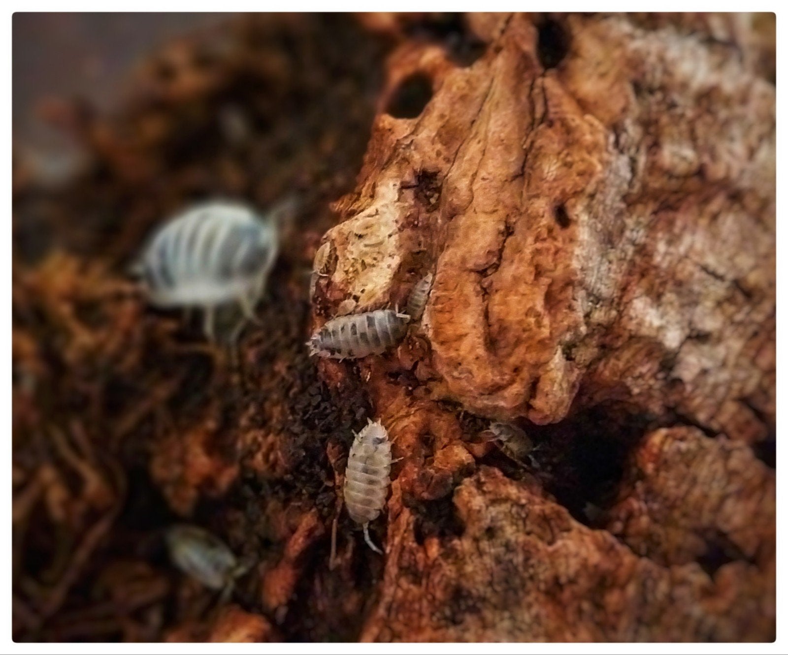 dairy cow pissebedden/isopods, Overige soorten