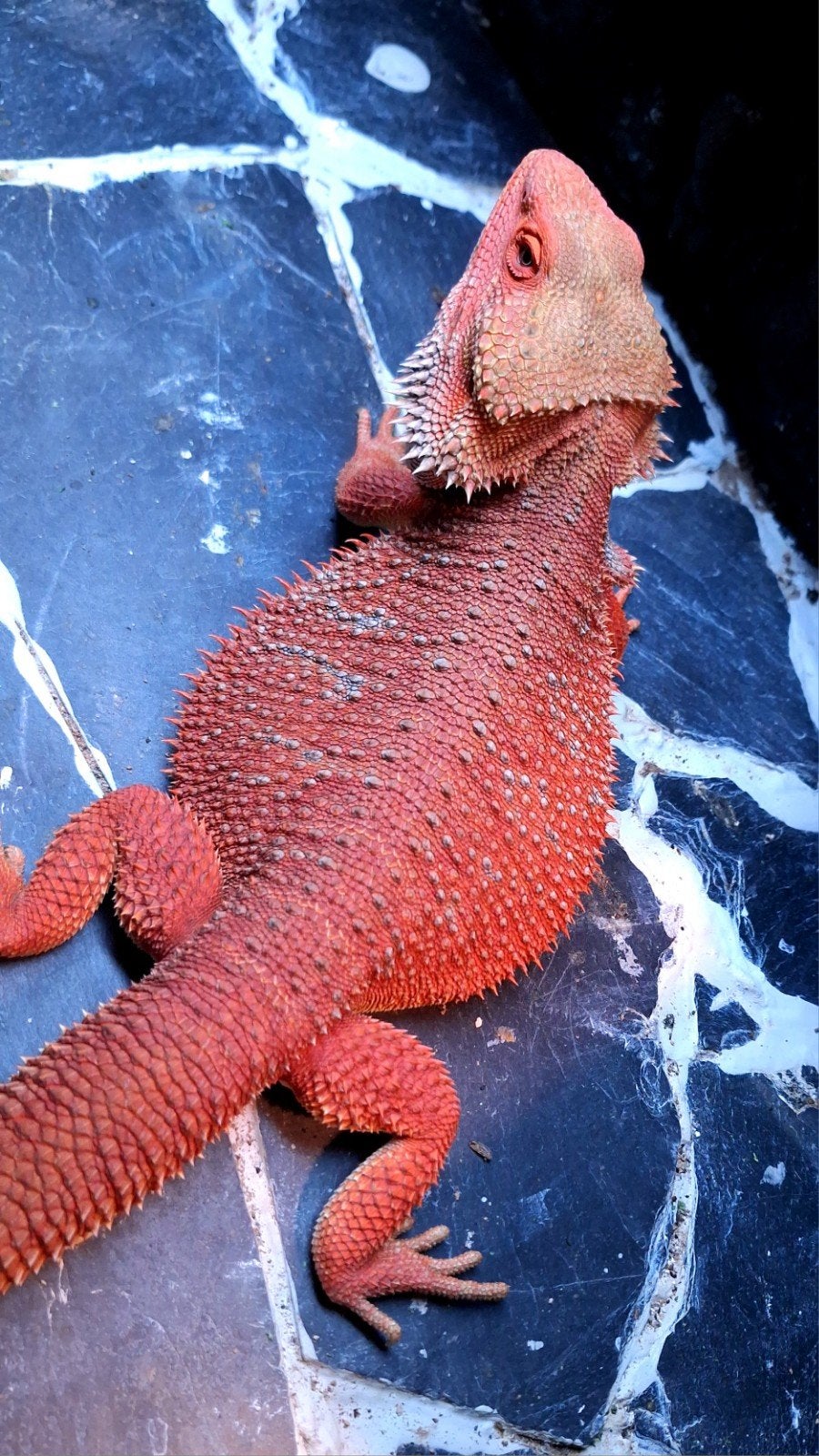Red Hypo G-Stripe Blue Bar Baardagaam Man vam 9 weken oud Bearded Dragon photo 2