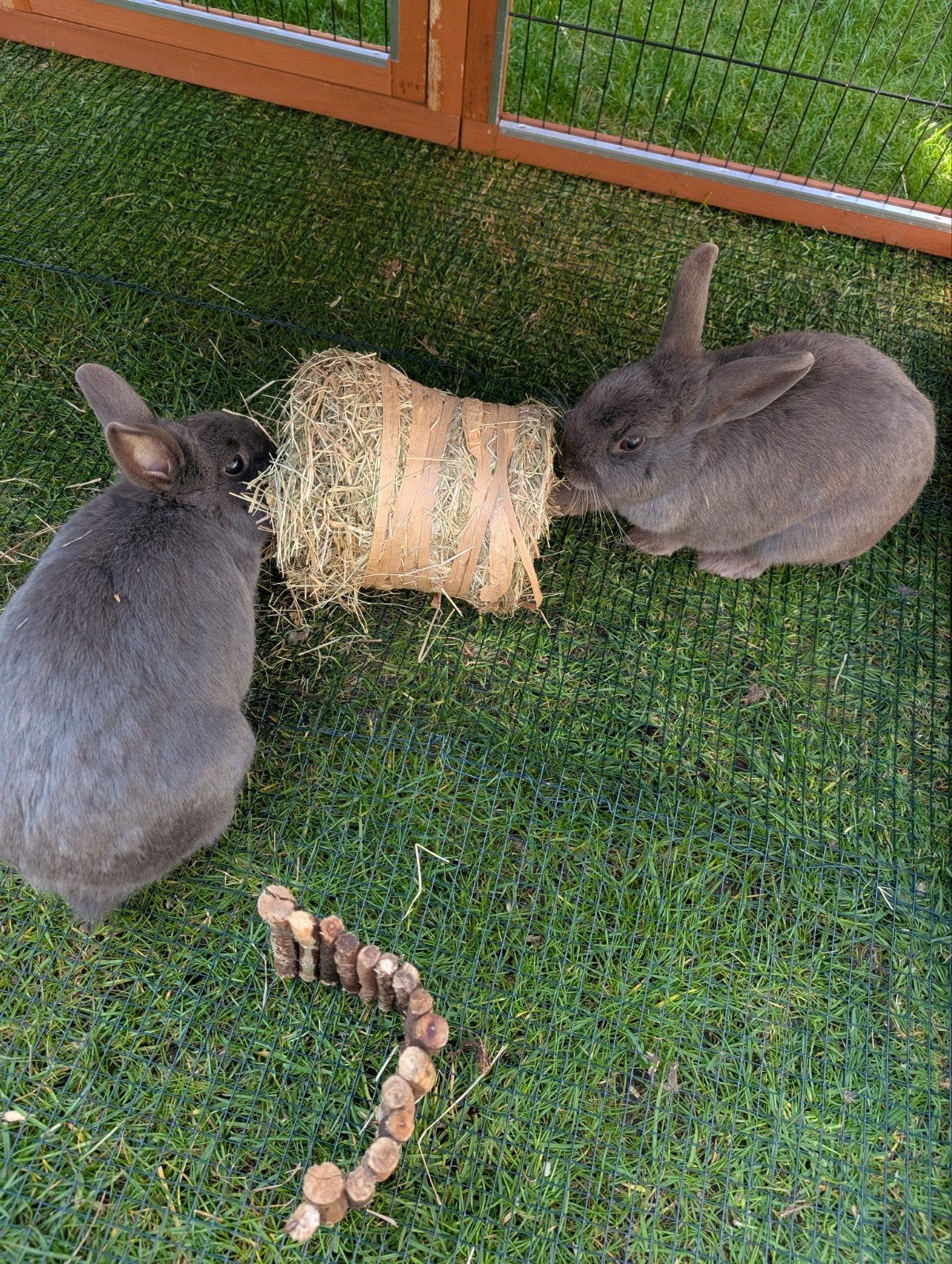 konijnen: bugs and bunny, Dieren en Toebehoren, Konijnen, Meerdere dieren, Dwerg, 3 tot 5 jaar