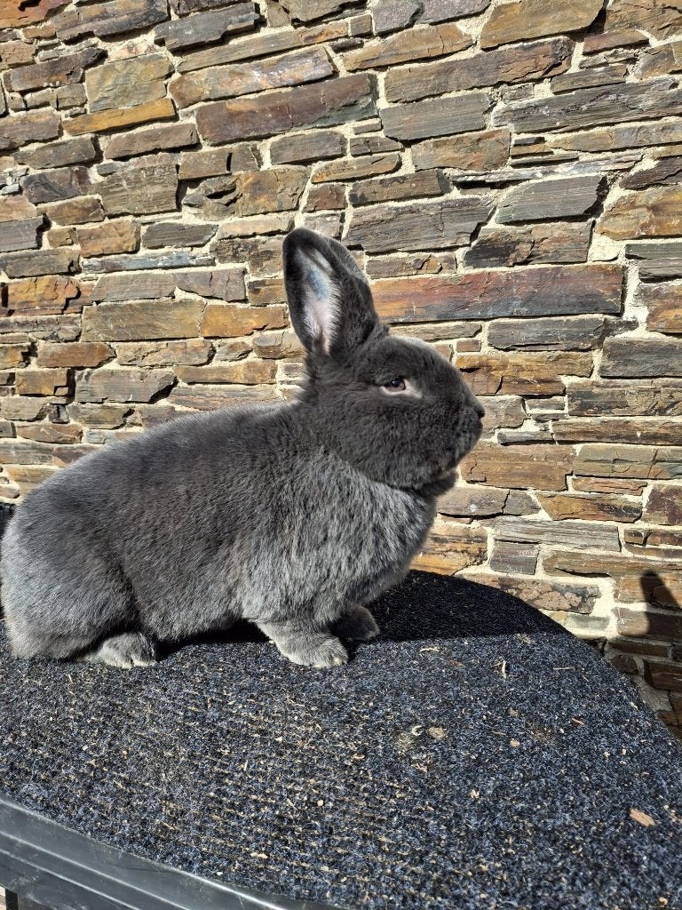 Te koop, Mannelijk, Middelgroot, 0 tot 2 jaar