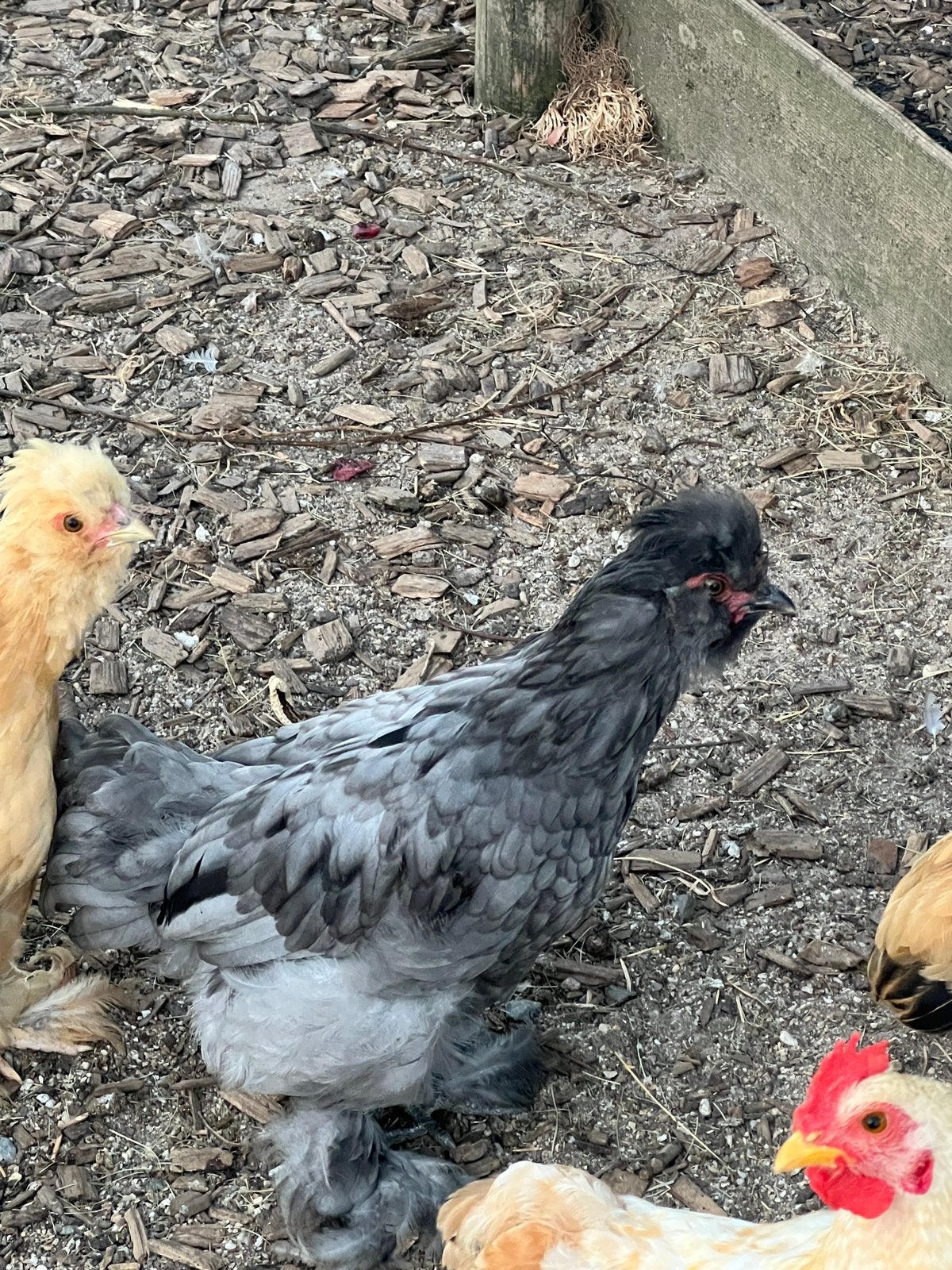 Donker grijs zijdehoen haantje Gratis, Dieren en Toebehoren, Mannelijk, Kip