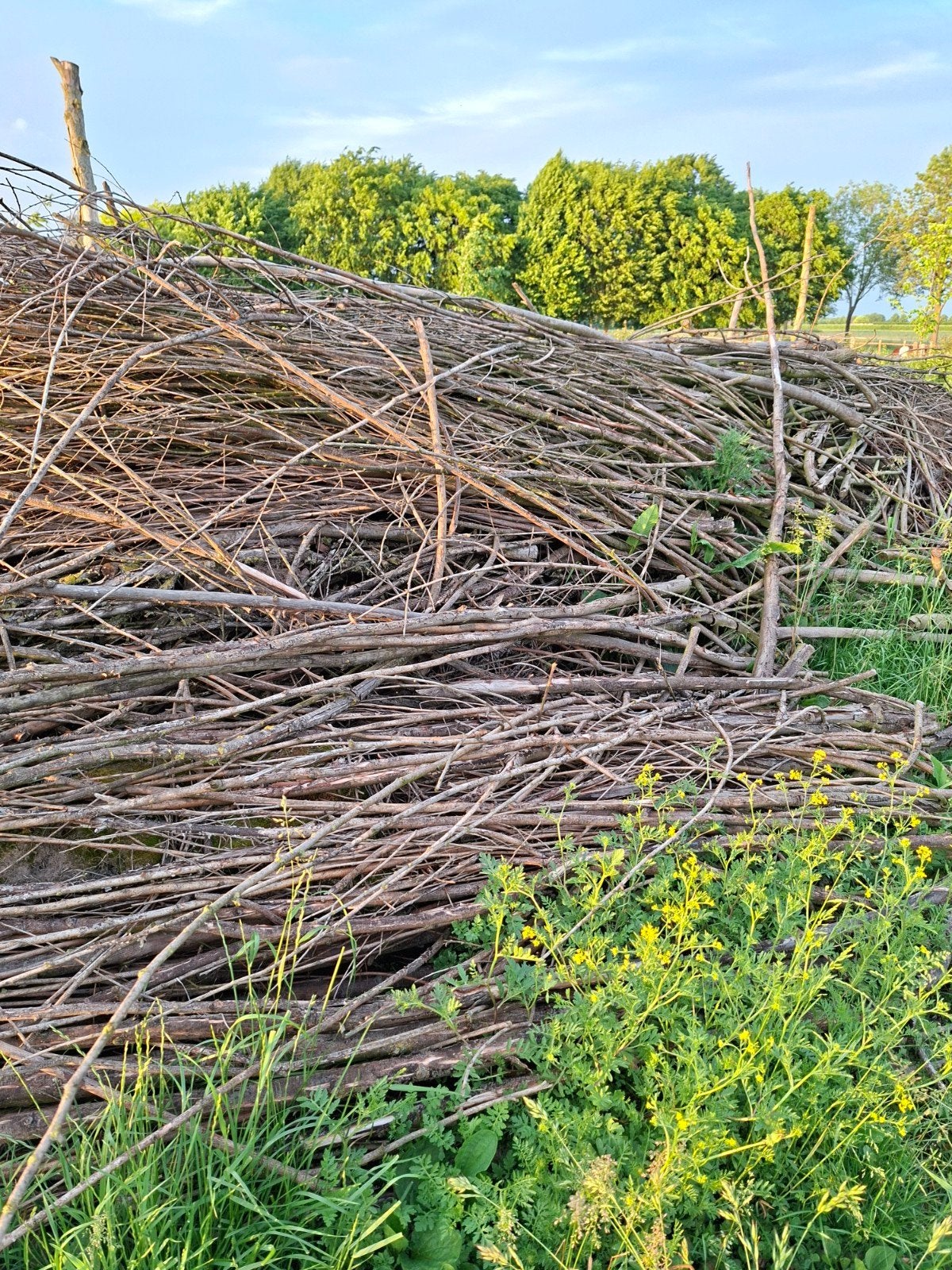 Brandhout gratis, Tuin en Terras, Haardhout, Ophalen