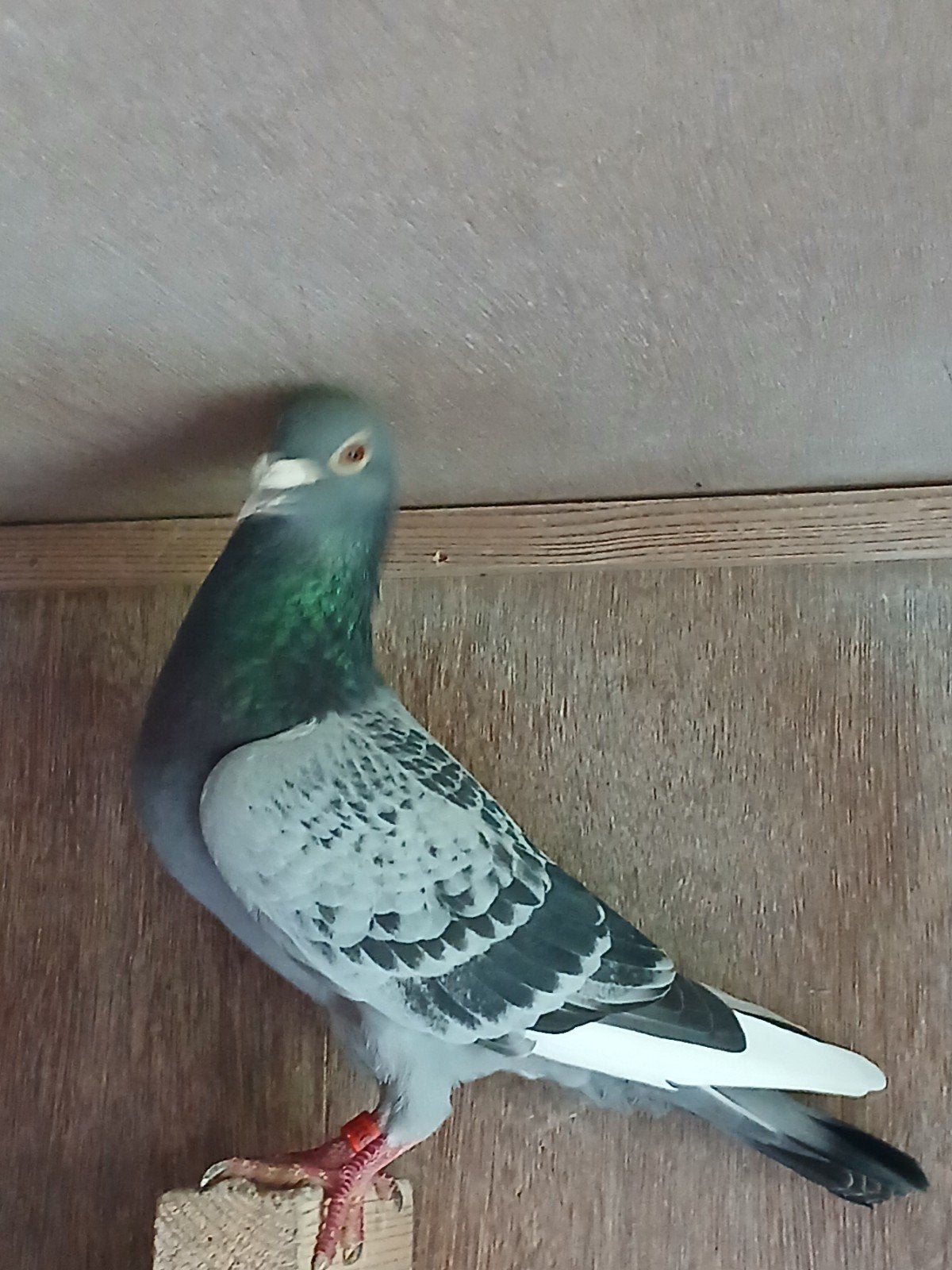 Prachtige doffer van hele goede afkomst, Dieren en Toebehoren, Vogels | Duiven, Mannelijk