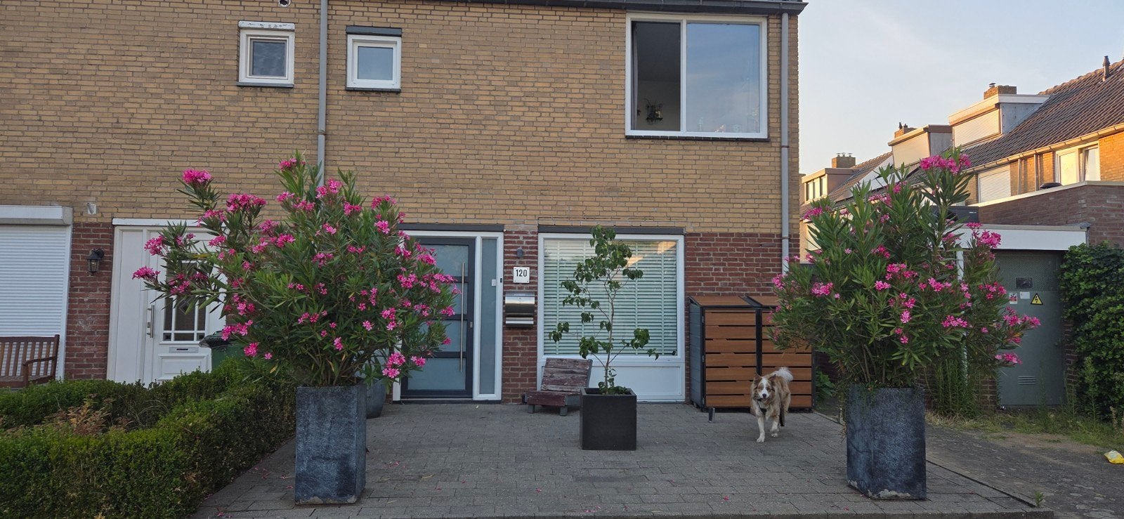 Roze Oleander Zaadpeulen - Kweek je eigen prachtige Oleander, Ophalen of Verzenden, Eenjarig, Overige soorten, Volle zon