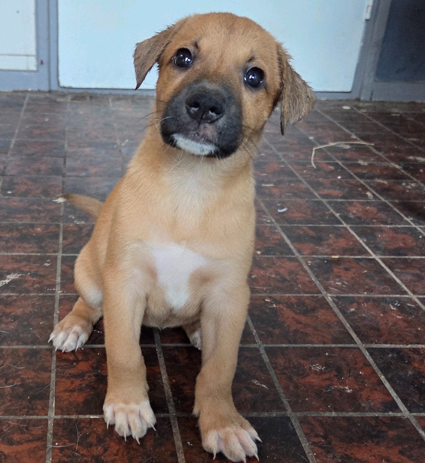 2 mooie pups teefjes hollandse herder x amerikaanse bulldog, Parvo, Overige rassen, 8 tot 15 weken, Meerdere