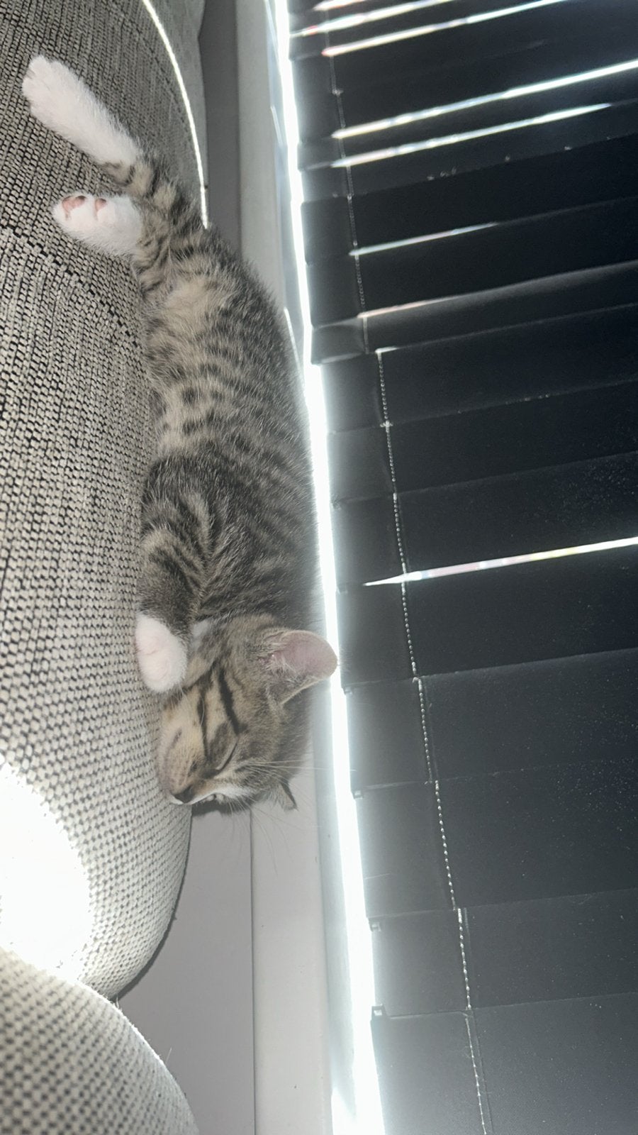 Lieve Tabby kitten zoekt nog zijn gouden mandje, Dieren en Toebehoren, Kater, Kortharig, 0 tot 2 jaar