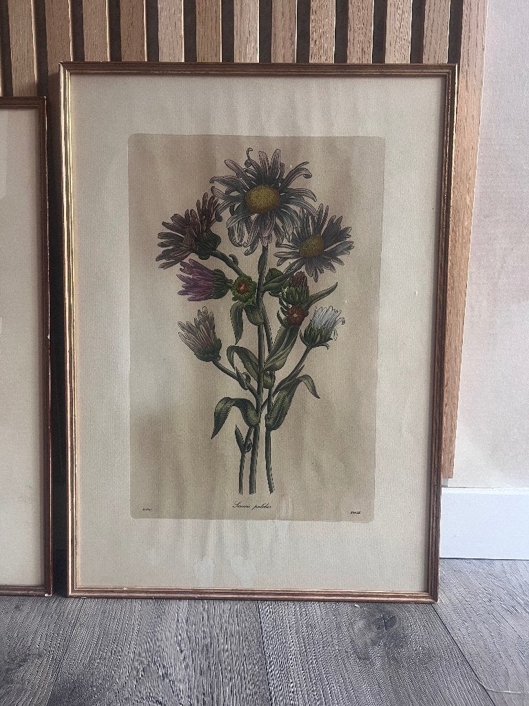 Botanische prent handgekleurd, Antiek en Kunst, Ophalen, 58 cm, Gravure, 41 cm