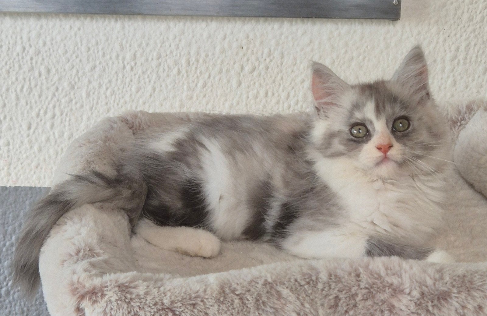 Maine Coon-kittens xxl beschikbaar gevaccineerd, Dieren en Toebehoren, Meerdere dieren, Ontwormd