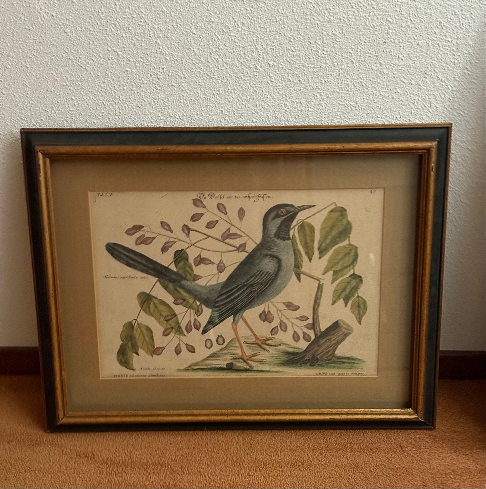 Antieke handgekleurde gravure van een vogel, Handgekleurd, Ophalen of Verzenden, Gravure, Flora en Fauna