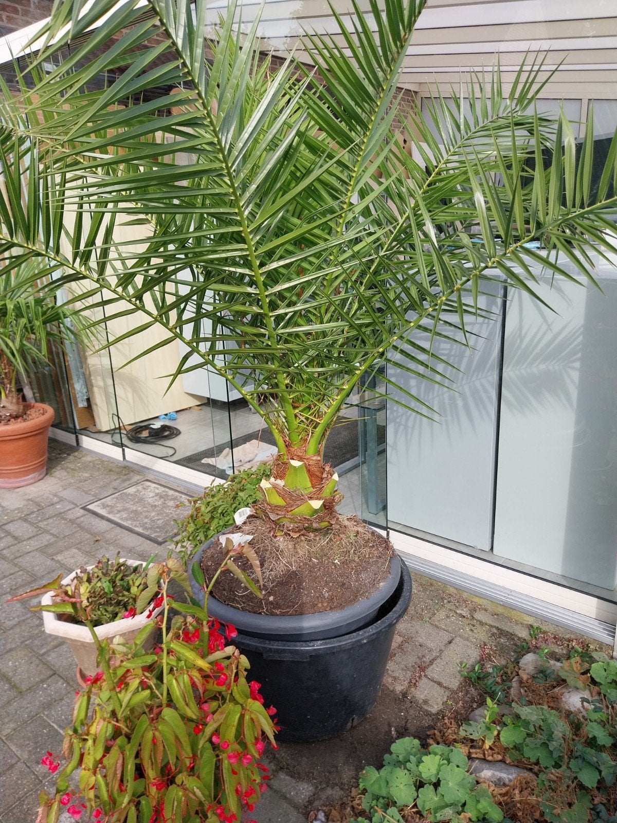 grote Phoenix Canariensis, Ophalen, Volle zon, Overige soorten