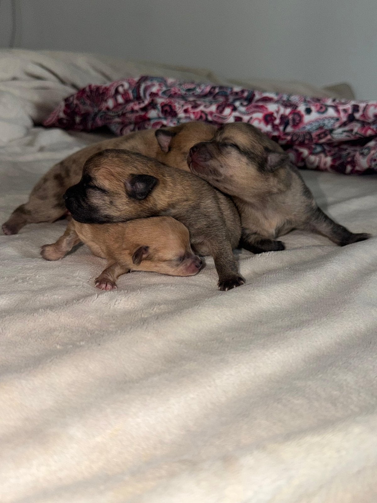 Pomchi te koop!, Dieren en Toebehoren, Meerdere, Meerdere dieren, Klein, Nederland