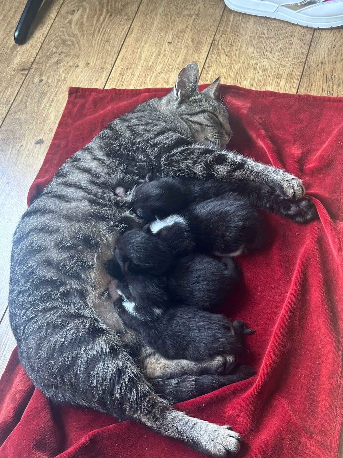 Kittens, Geslacht onbekend, Kortharig, 0 tot 2 jaar