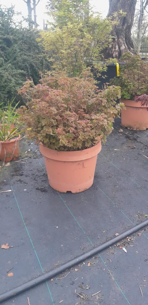 Viburnum opulus Nanum in pot, Tuin en Terras, Planten | Tuinplanten, Ophalen, Overige soorten, Volle zon
