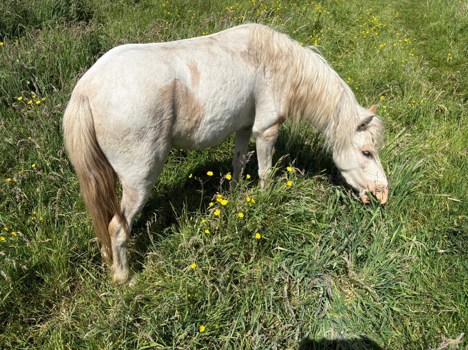 Amerikaans Mini paardje merrie, Dieren en Toebehoren, Pony's, Merrie, A pony (tot 1.17m), Met stamboom, 3 tot 6 jaar
