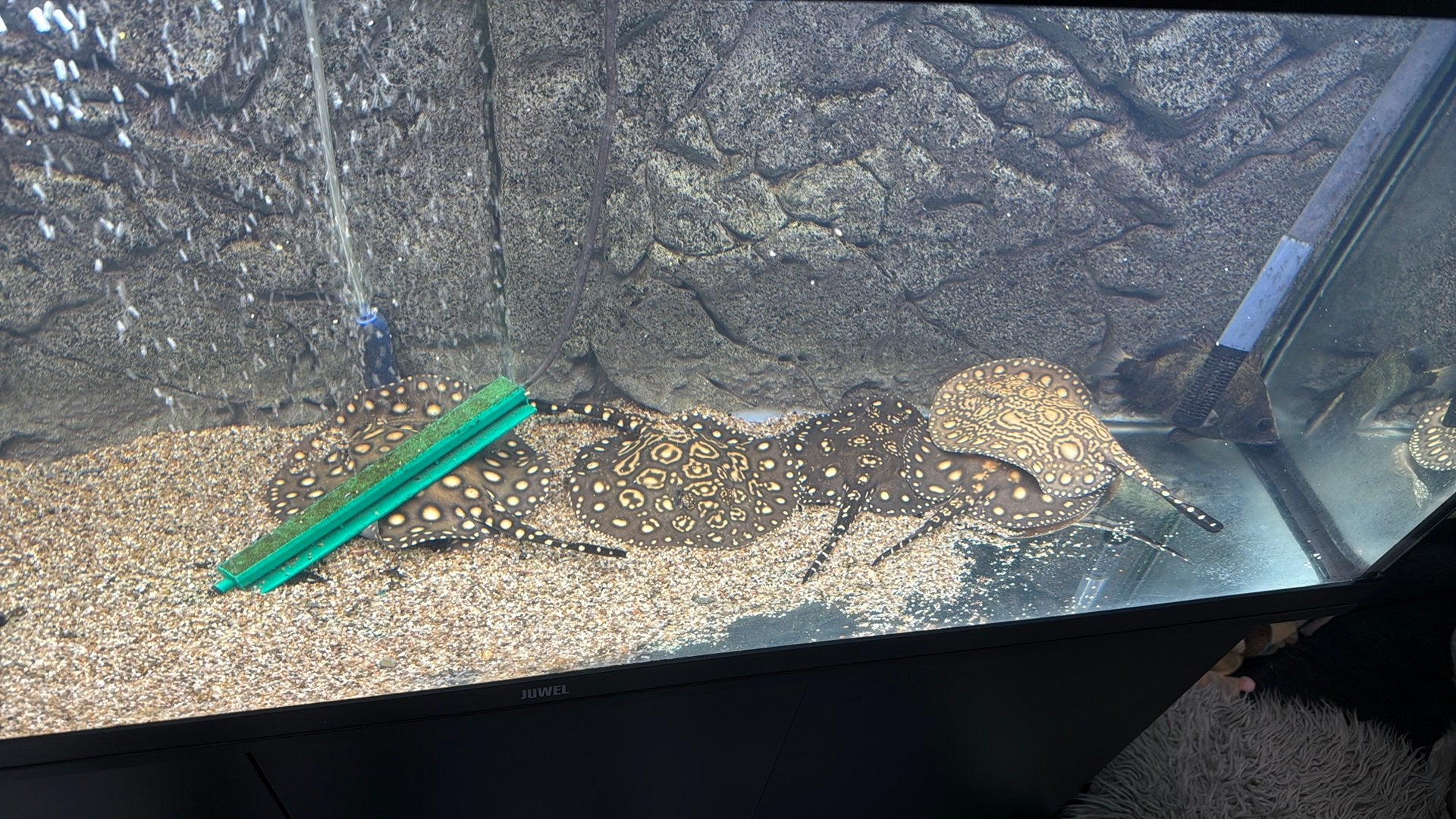 Potamotrygon black diamond, Dieren en Toebehoren, Vissen | Aquariumvissen, Vis