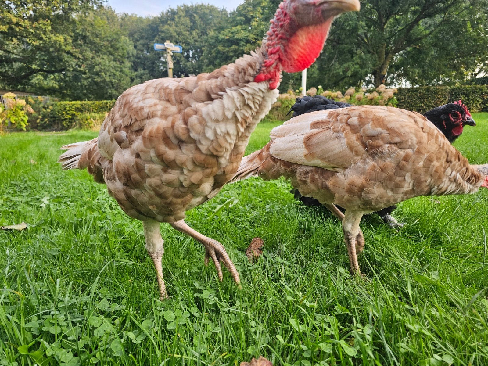 aangeboden: mooie jonge rode kalkoenen hen, Dieren en Toebehoren, Meerdere dieren, Kalkoen