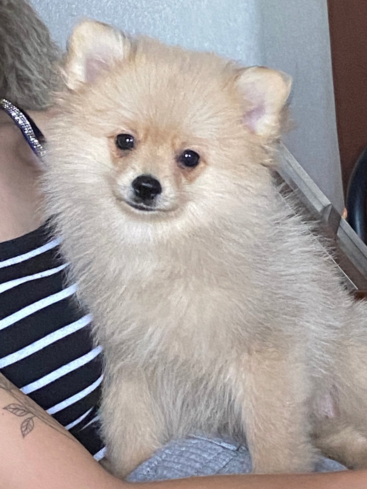 🐾 prachtige Pomeriaan puppy’s zoeken hun gouden mandje 🐾, 8 tot 15 weken, Meerdere, Meerdere dieren, Chihuahua