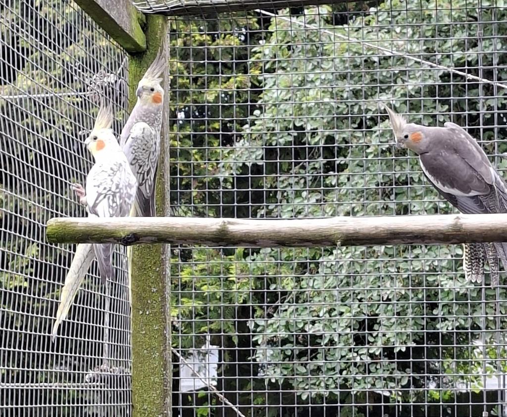 Valkparkieten, Dieren en Toebehoren, Meerdere dieren, Parkiet, Geringd