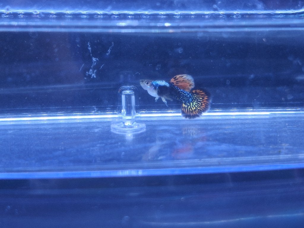 Platinum red dragon dumbo ear guppys, Vis, Zoetwatervis