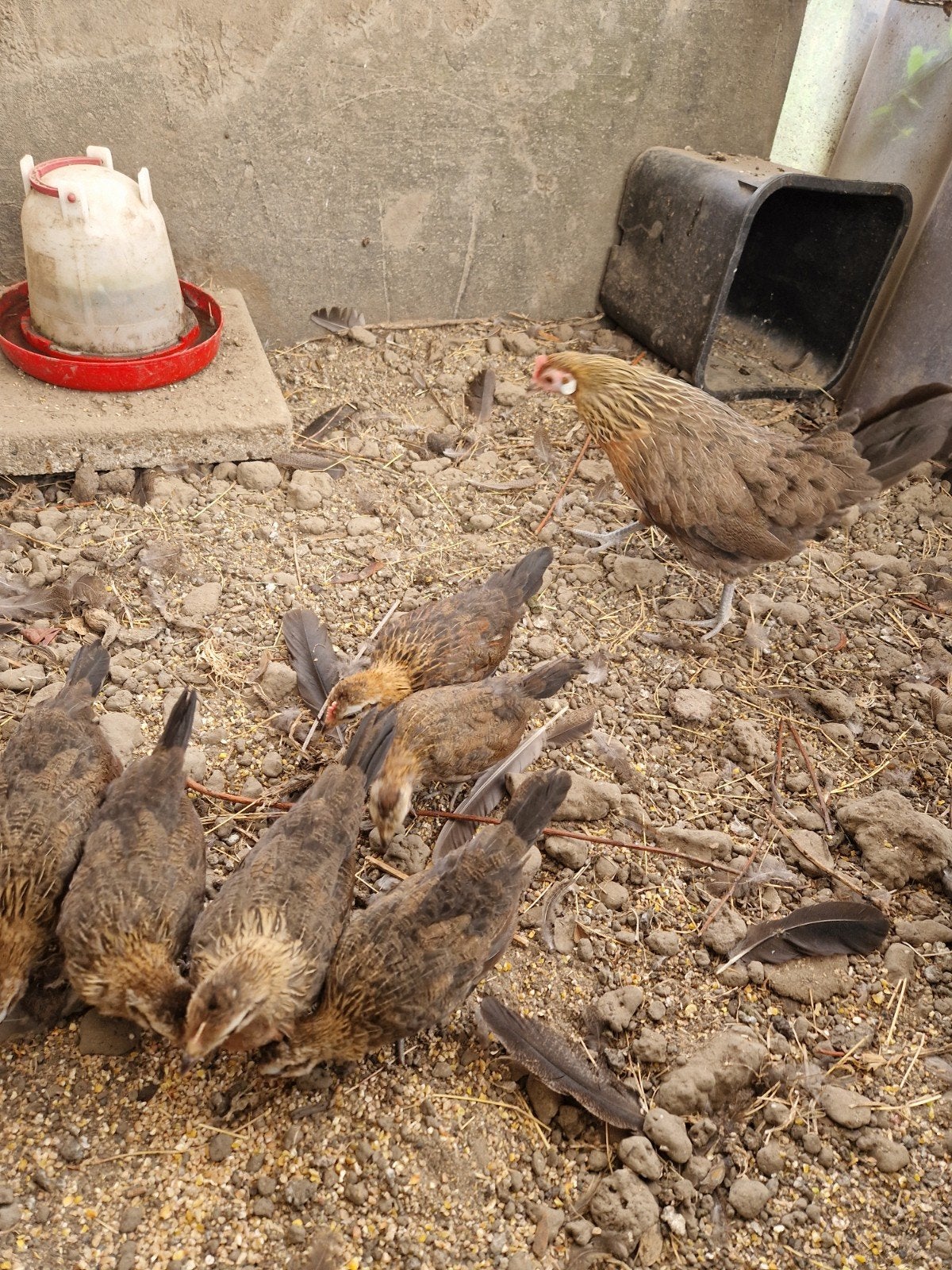 Hollandse kriel, Dieren en Toebehoren, Pluimvee, Meerdere dieren, Kip