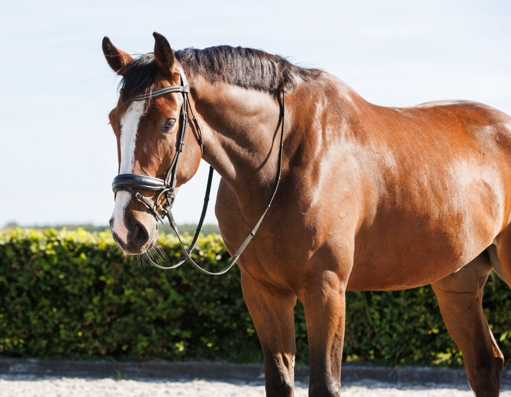 Paard te koop, Met stamboom, Ruin, Zadelmak, Recreatiepaard