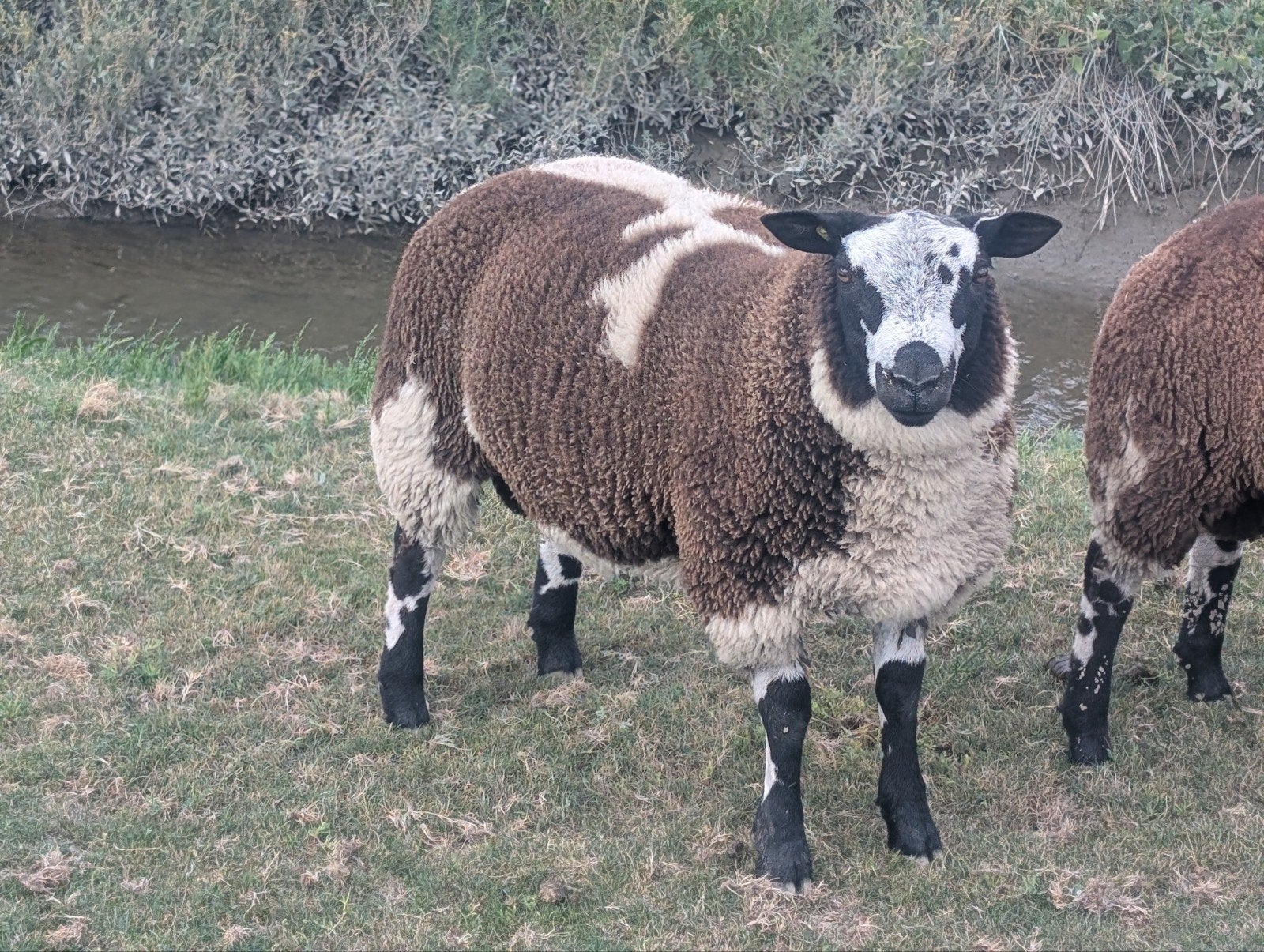 meerdere dekrammen te koop, Mannelijk, Schaap, 0 tot 2 jaar