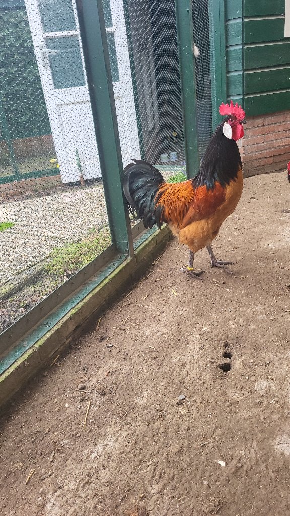 Dieren, Dieren en Toebehoren, Overige Dieren, Mei, Mannelijk
