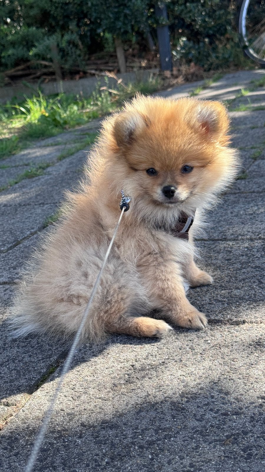 Pomeriaan pup teefje 14 weken, Overige rassen, CDV (hondenziekte), 8 tot 15 weken, Teef