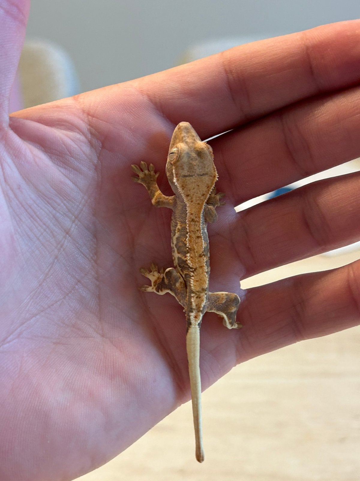 Wimper gecko crested gecko, Dieren en Toebehoren, Reptielen en Amfibieën, Hagedis, 0 tot 2 jaar