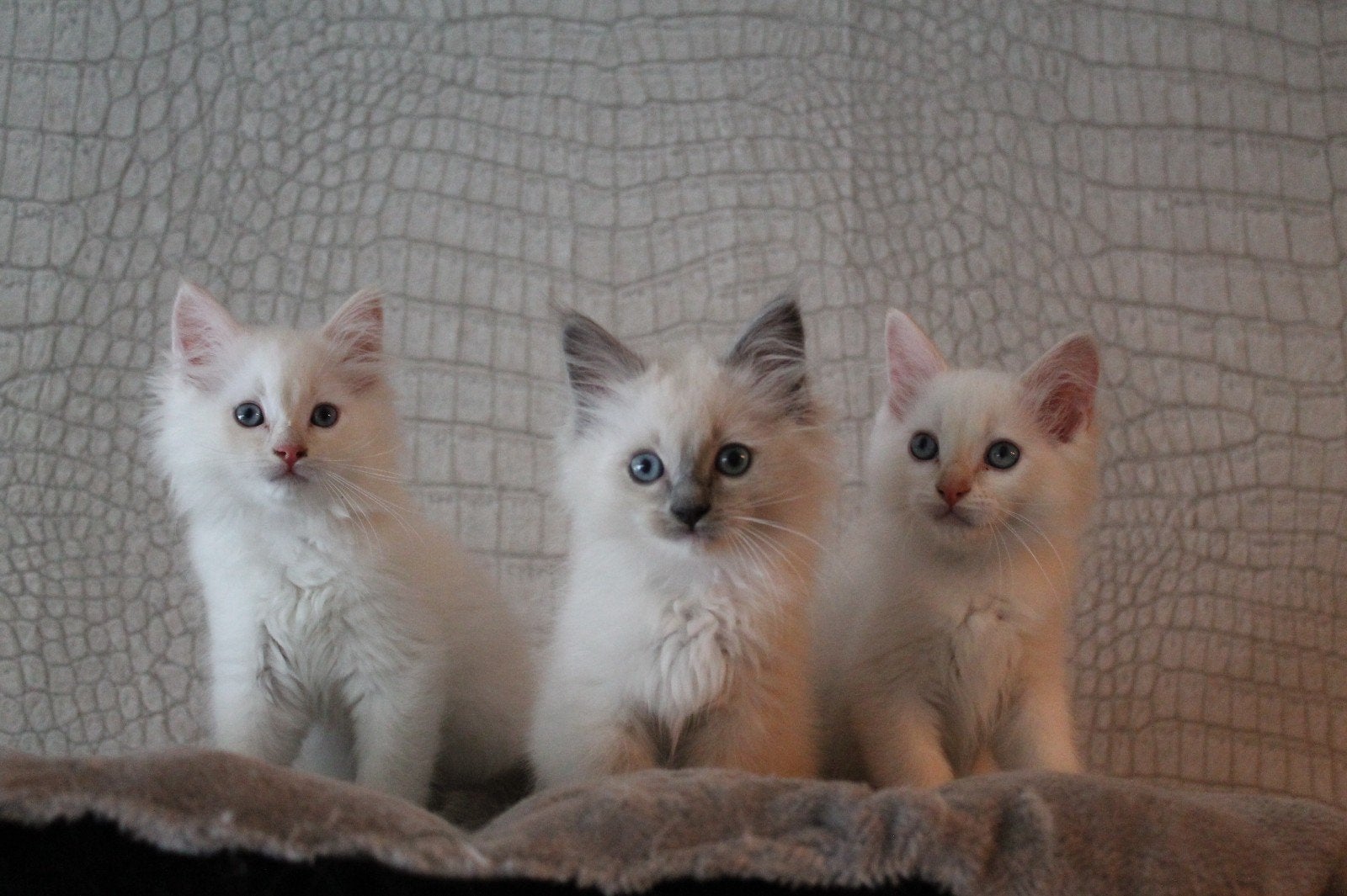 Lieve ragdoll katers, blue point en red/ cream point 10weken, Dieren en Toebehoren, Meerdere dieren, Gechipt