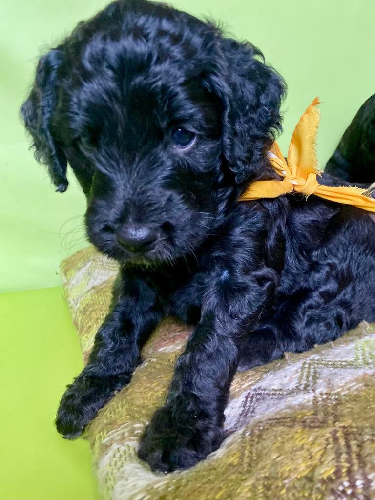 Prachtig nestje Australian Labradoodles geboren 4 april 2026, Dieren en Toebehoren, Honden | Niet-rashonden, Parvo, 8 tot 15 weken