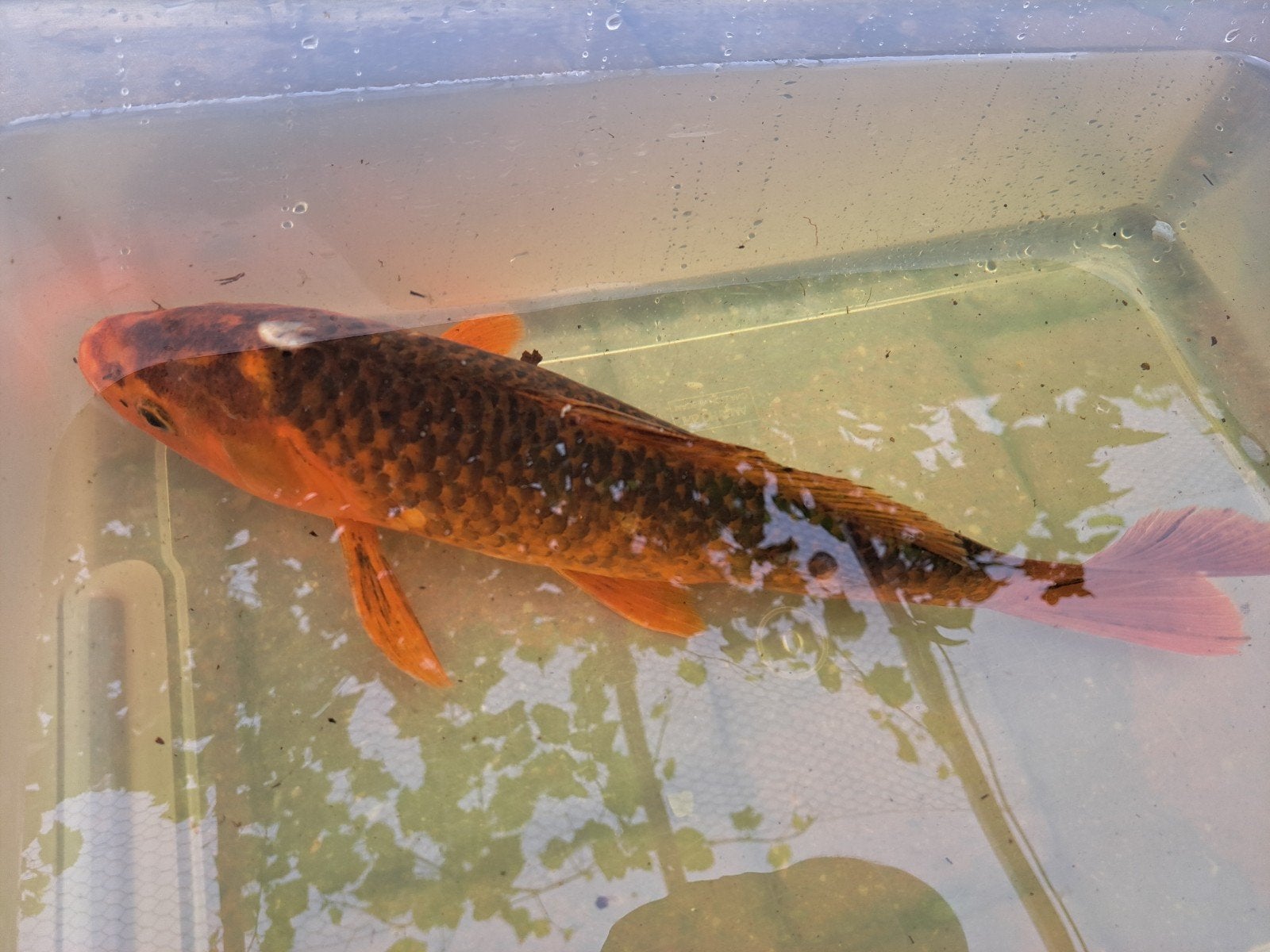 Koi karper., Karper of Koi
