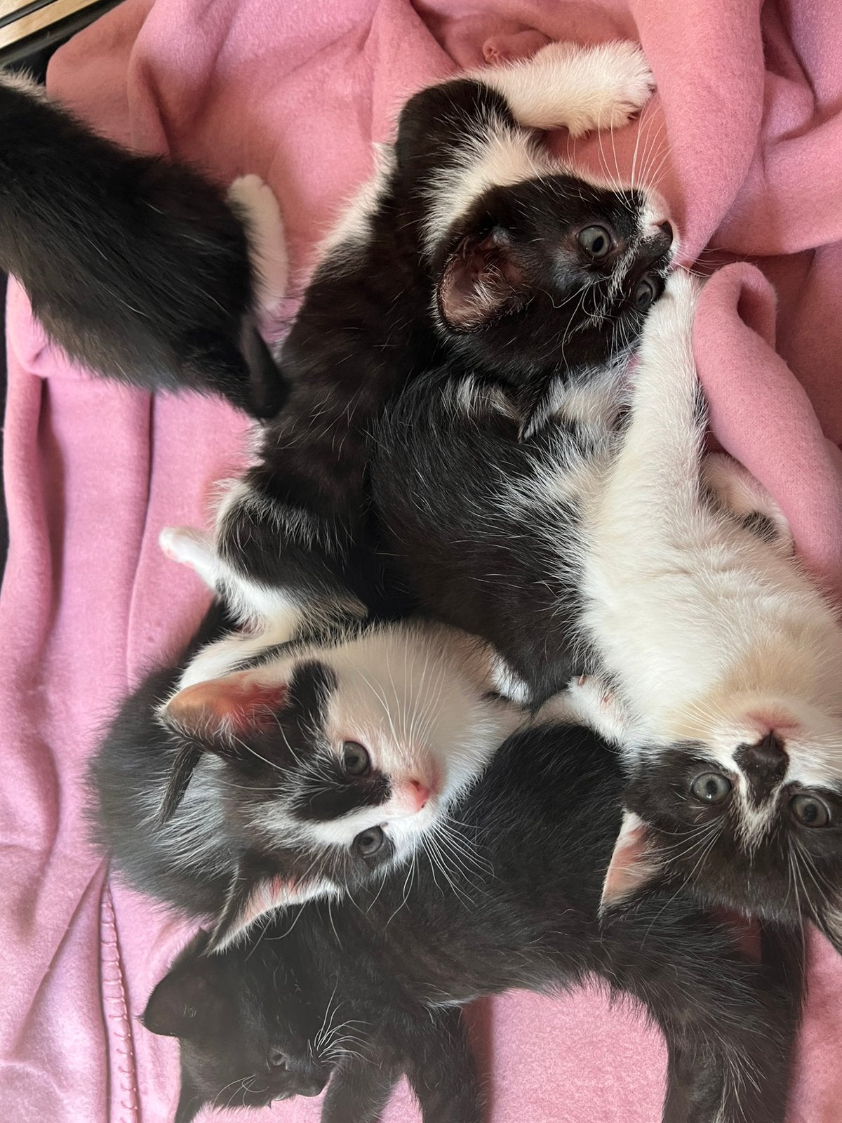 Lieve kittens zoeken een nieuw thuis 🐾, Dieren en Toebehoren, Katten en Kittens | Overige Katten, Meerdere dieren