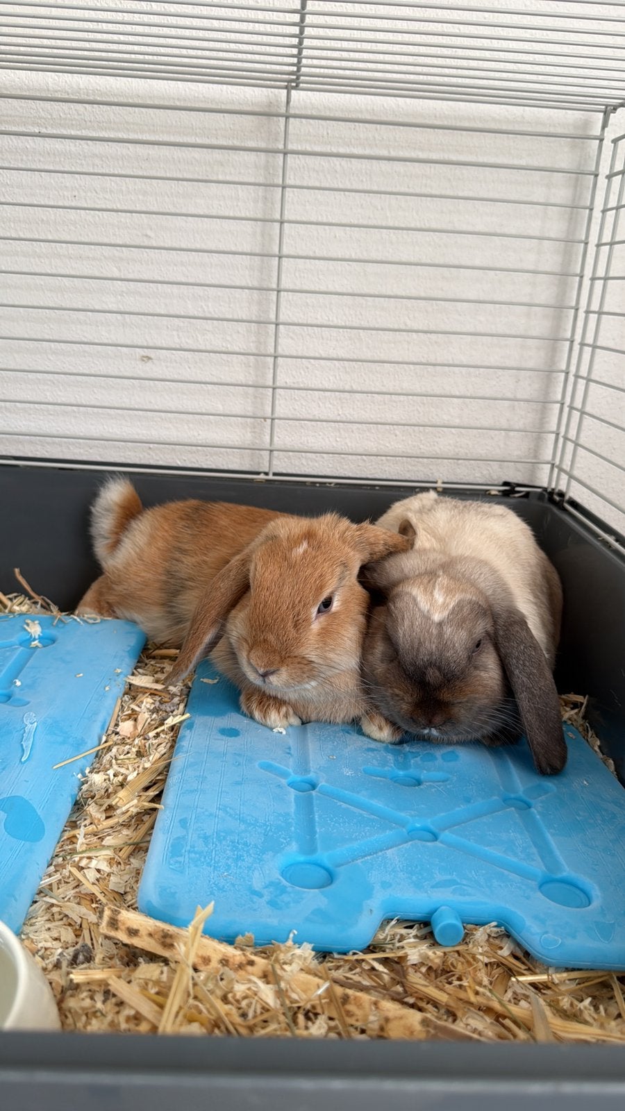 2 lieve konijnen, Dieren en Toebehoren, Konijnen, Mannelijk