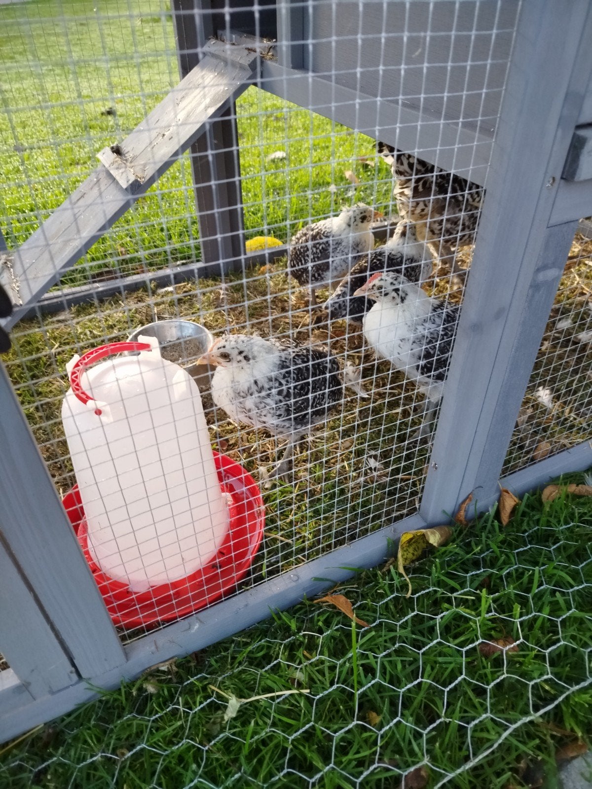Groninger Meeuw mooie haantjes, Dieren en Toebehoren