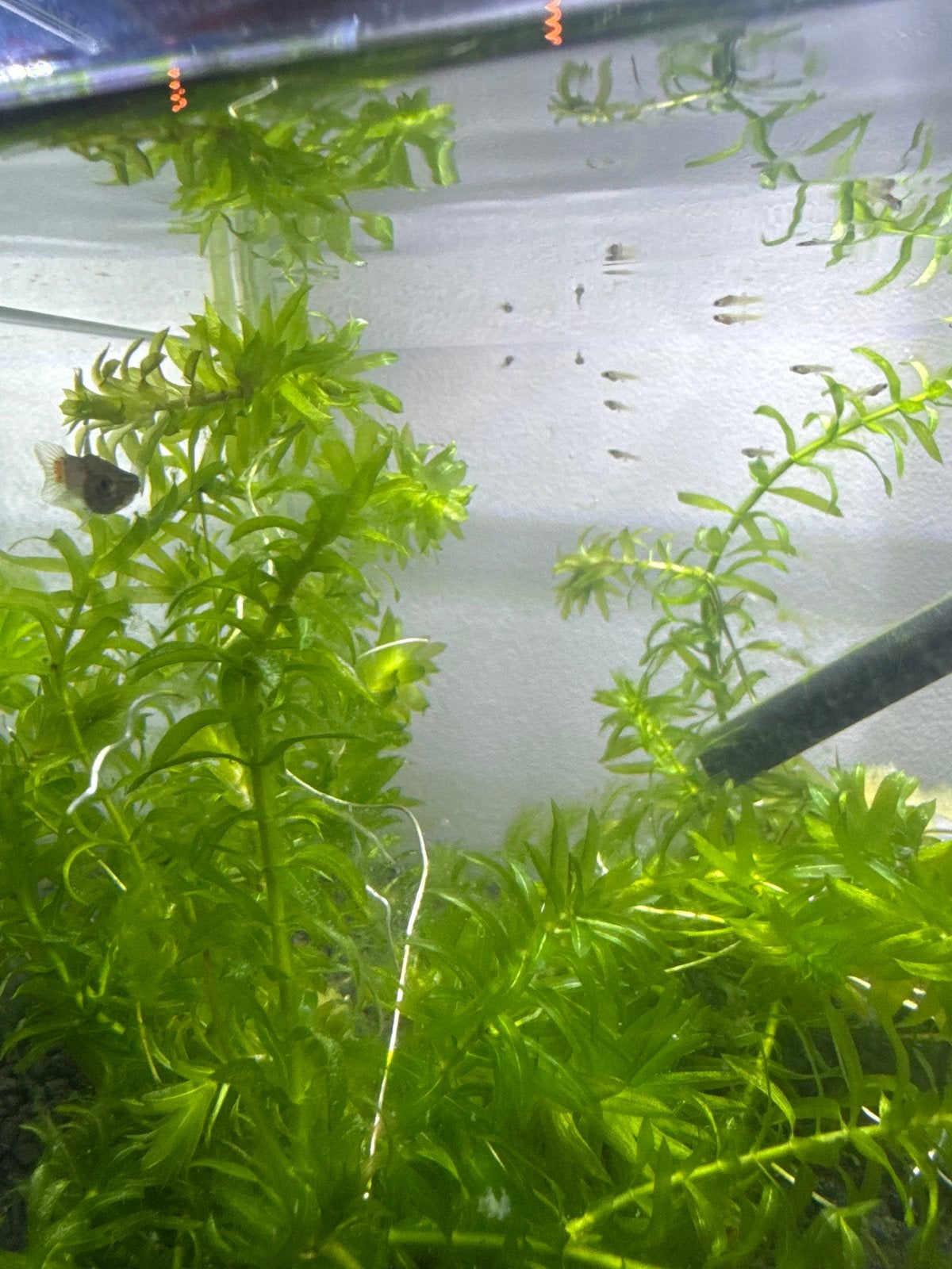 Baby guppy’s, Dieren en Toebehoren, Vis