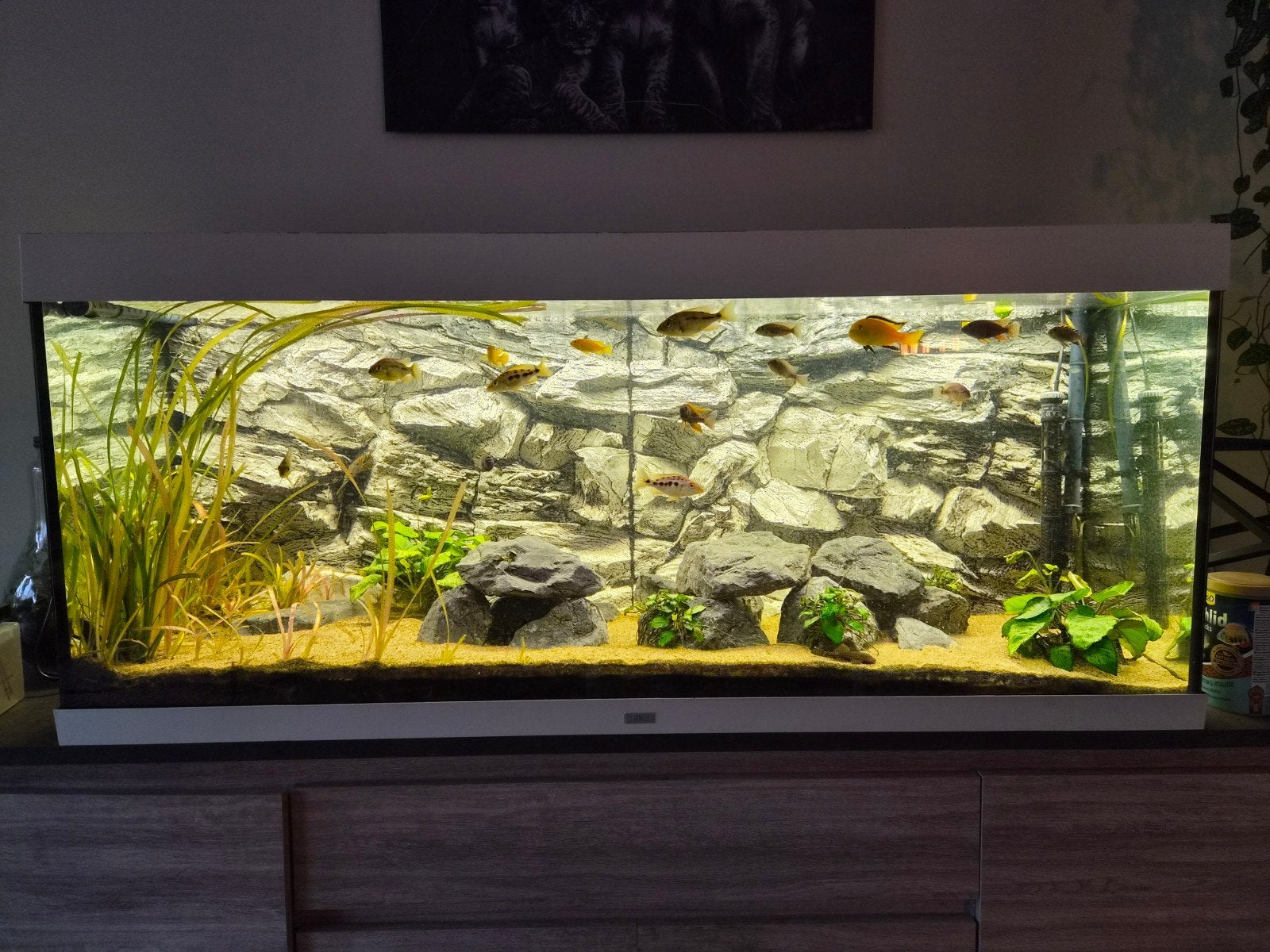 Aquarium Juwel Rio 450, Ophalen, Gebruikt, Gevuld zoetwateraquarium, Inclusief vissen